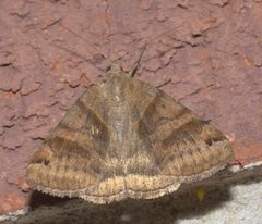 Caenurgina crassiuscula P1210100a by 
xpda. Used under a CC BY-SA 4.0 license.