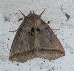 Celiptera frustulum P1120077b by 
xpda. Used under a CC BY-SA 4.0 license.