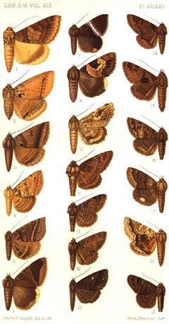 CATALOGUE-BM-PLATE CCXXV by Sir GEORGE F. HAMPSON, Bart.. Used under a Public domain license.