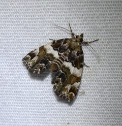 Cutina distincta by Amber King. Used under a CC BY 4.0 license.