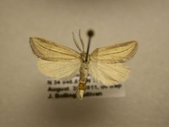 Doryodes bistrialis by James Sullivan, Research Collection of J. B. Sullivan. Used under a Public domain license.