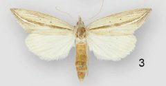 Doryodes bistrialis female by Lafontaine JD, Sullivan JB. Used under a CC BY 3.0 license.