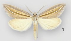 Doryodes bistrialis male by Lafontaine JD, Sullivan JB. Used under a CC BY 3.0 license.