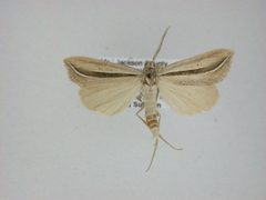 Doryodes broui by Canadian National Collection of Insects, Arachnids and Nematodes. Used under a CC BY-SA 3.0 license.