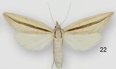 Doryodes broui female by Lafontaine JD, Sullivan JB. Used under a CC BY 3.0 license.