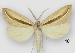 Doryodes broui male by Lafontaine JD, Sullivan JB. Used under a CC BY 3.0 license.