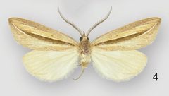 Doryodes desoto male by Lafontaine JD, Sullivan JB. Used under a CC BY 3.0 license.