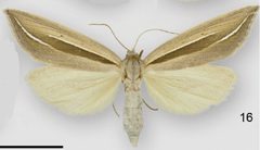 Doryodes latistriga female by Lafontaine JD, Sullivan JB. Used under a CC BY 3.0 license.