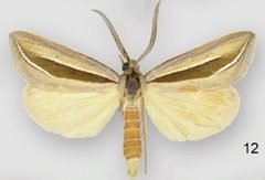 Doryodes latistriga male by Lafontaine JD, Sullivan JB. Used under a CC BY 3.0 license.