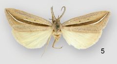 Doryodes okaloosa male by Lafontaine JD, Sullivan JB. Used under a CC BY 3.0 license.