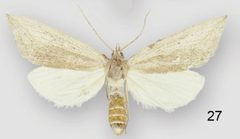 Doryodes reineckei female by Lafontaine JD, Sullivan JB. Used under a CC BY 3.0 license.