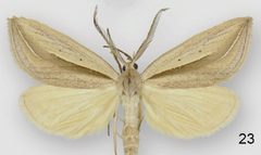 Doryodes reineckei male by Lafontaine JD, Sullivan JB. Used under a CC BY 3.0 license.