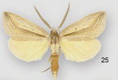 Doryodes reineckei male1 by Lafontaine JD, Sullivan JB. Used under a CC BY 3.0 license.