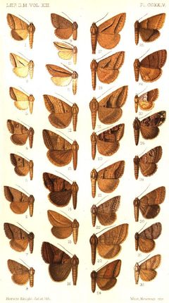CATALOGUE-BM-PLATE CCXXIV by Sir GEORGE F. HAMPSON, Bart.. Used under a Public domain license.