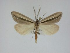 Doryodes spadaria by J.Gill, Canadian National Collection of Insects, Arachnids and Nematodes. Used under a CC BY-SA 3.0 license.