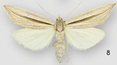 Doryodes spadaria female by Lafontaine JD, Sullivan JB. Used under a CC BY 3.0 license.
