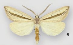 Doryodes spadaria male by Lafontaine JD, Sullivan JB. Used under a CC BY 3.0 license.