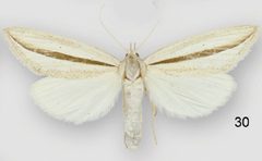 Doryodes tenuistriga female by Lafontaine JD, Sullivan JB. Used under a CC BY 3.0 license.