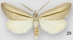 Doryodes tenuistriga male by Lafontaine JD, Sullivan JB. Used under a CC BY 3.0 license.