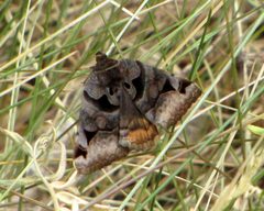 Toothed Somberwing by D. Gordon E. Robertson. Used under a CC BY-SA 3.0 license.