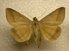 Mocis marcida BOLD by James Sullivan, Research Collection of J. B. Sullivan. Used under a Public domain license.