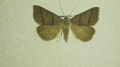 Ptichodis bistrigata by James Sullivan, Research Collection of J. B. Sullivan. Used under a Public domain license.