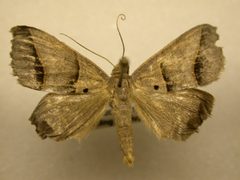 Ptichodis herbarum BOLD by James Sullivan, Research Collection of J. B. Sullivan. Used under a Public domain license.