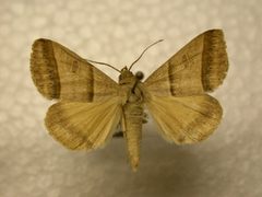 Ptichodis immunis by James Sullivan, Research Collection of J. B. Sullivan. Used under a Public domain license.