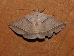 Ptichodis vinculum by Laura Gaudette. Used under a CC BY 4.0 license.