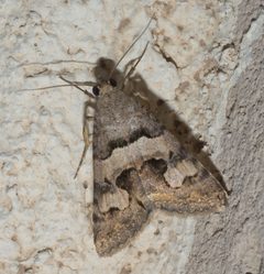 Bulia deducta P1090457a by 
xpda. Used under a CC BY-SA 4.0 license.