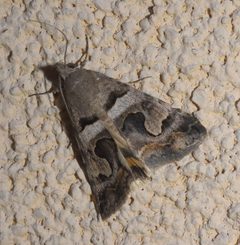 Bulia deducta P1270342a by 
xpda. Used under a CC BY-SA 4.0 license.