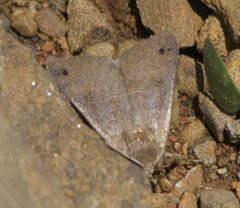 Cissusa spadix P1580551a by 
xpda. Used under a CC BY-SA 4.0 license.
