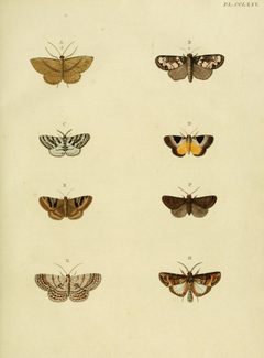 CramerAndStoll-uitlandsche kapellen vol. 3- pl 275 by Pieter Cramer (1721 - 1776) and Caspar Stoll (between  1725 and 1730 - 1791). Used under a Public domain license.