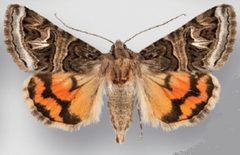 Drasteria convergens male by Crabo LG, Davis M, Hammond P, Mustelin T, Shepard J. Used under a CC BY 3.0 license.