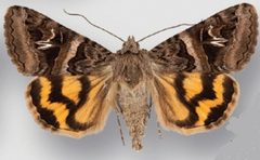 Drasteria divergens male by Crabo LG, Davis M, Hammond P, Mustelin T, Shepard J. Used under a CC BY 3.0 license.