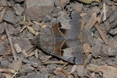 Drasteria edwardsii-1 by Eugene Zelenko. Used under a CC BY-SA 4.0 license.