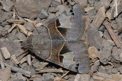 Drasteria edwardsii-2 by Eugene Zelenko. Used under a CC BY-SA 4.0 license.