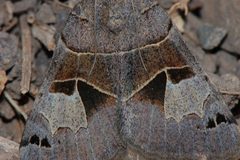 Drasteria edwardsii-3 by Eugene Zelenko. Used under a CC BY-SA 4.0 license.