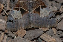 Drasteria edwardsii-4 by Eugene Zelenko. Used under a CC BY-SA 4.0 license.