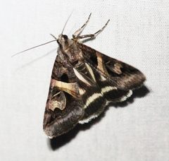 Drasteria grandirena by Cam Fox. Used under a CC BY 4.0 license.