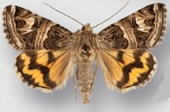 Drasteria parallela male by Crabo LG, Davis M, Hammond P, Mustelin T, Shepard J. Used under a CC BY 3.0 license.
