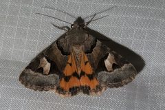 Drasteria stretchii by iNaturalist user: bangert301. Used under a CC0 license.