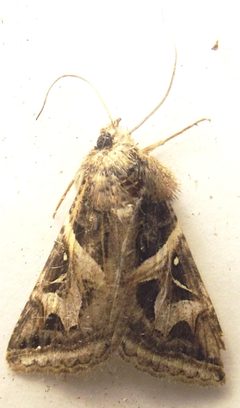 Ianius mosca by Luis Mendoza Cuenca, Universidad Michoacana de San Nicolas de Hidalgo. Used under a Public domain license.