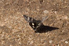 Erebinae- Litocala sexsignata - 41933525022 by Kristof Zyskowski &amp; Yulia Bereshpolova. Used under a CC BY 2.0 license.