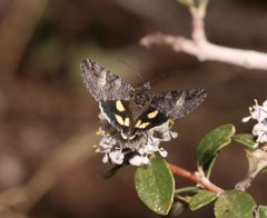 Litocala sexsignata - inat 184409765 by {{{name}}}. Used under a CC BY 4.0 license.