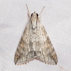 Melipotis acontioides 27558894 by Ken-ichi Ueda. Used under a CC BY 4.0 license.