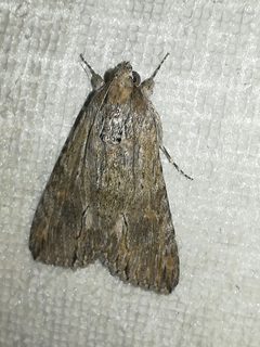 Melipotis acontioides 53724831 by Cinthia Peralta Glez. Used under a CC BY 4.0 license.