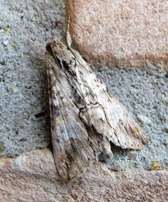 Melipotis acontioides 87939190 by johnyochum. Used under a CC BY 4.0 license.