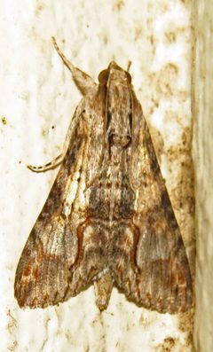 Melipotis acontioides 9038266 by David Dodd. Used under a CC BY 4.0 license.