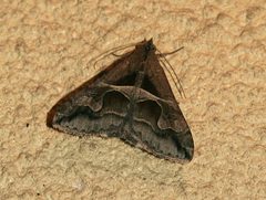 Erebinae- Melipotis cellaris by Kristof Zyskowski &amp; Yulia Bereshpolova. Used under a CC BY 2.0 license.